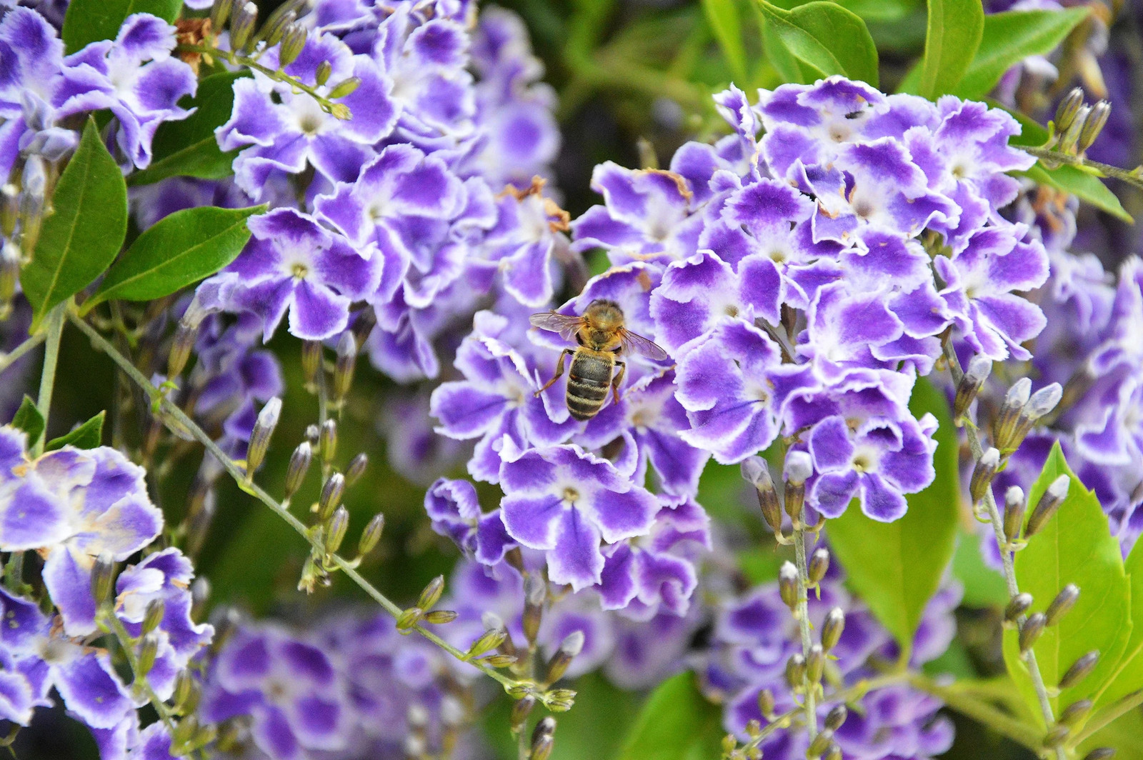 10 GOLDEN DEWDROP Duranta Erecta Repens Golden Foliage Blue Violet Purple White