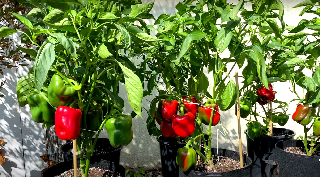 200 CALIFORNIA WONDER BELL PEPPER MIX SEEDS GARDEN VEGETABLE HEIRLOOM NON-GMO US