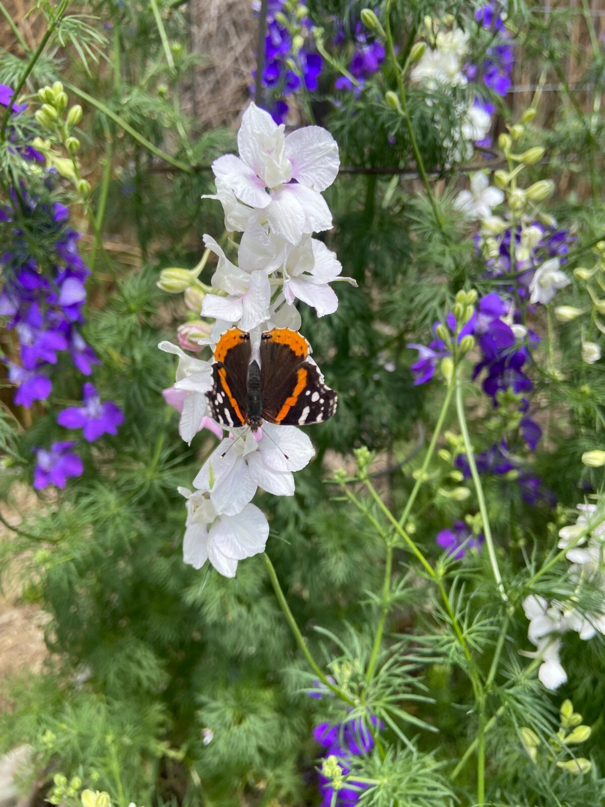 LARKSPUR SEEDS -50 Fresh Seeds – Mixed Colors – GORGEOUS Blooms!! FREE Shipping
