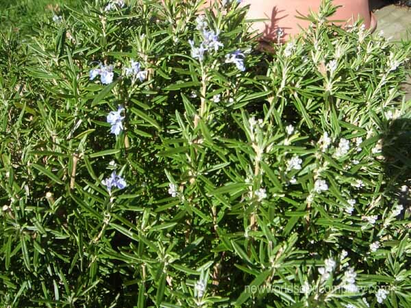 Rosemary Herb 50 Seeds Heirloom NON-GMO-Fresh Seeds-WONDERFUL AROMA
