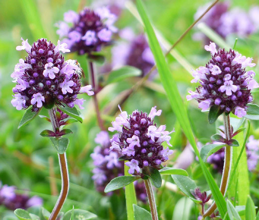 CREEPING THYME Thymus Serpyllum – 50,000 Bulk Seeds