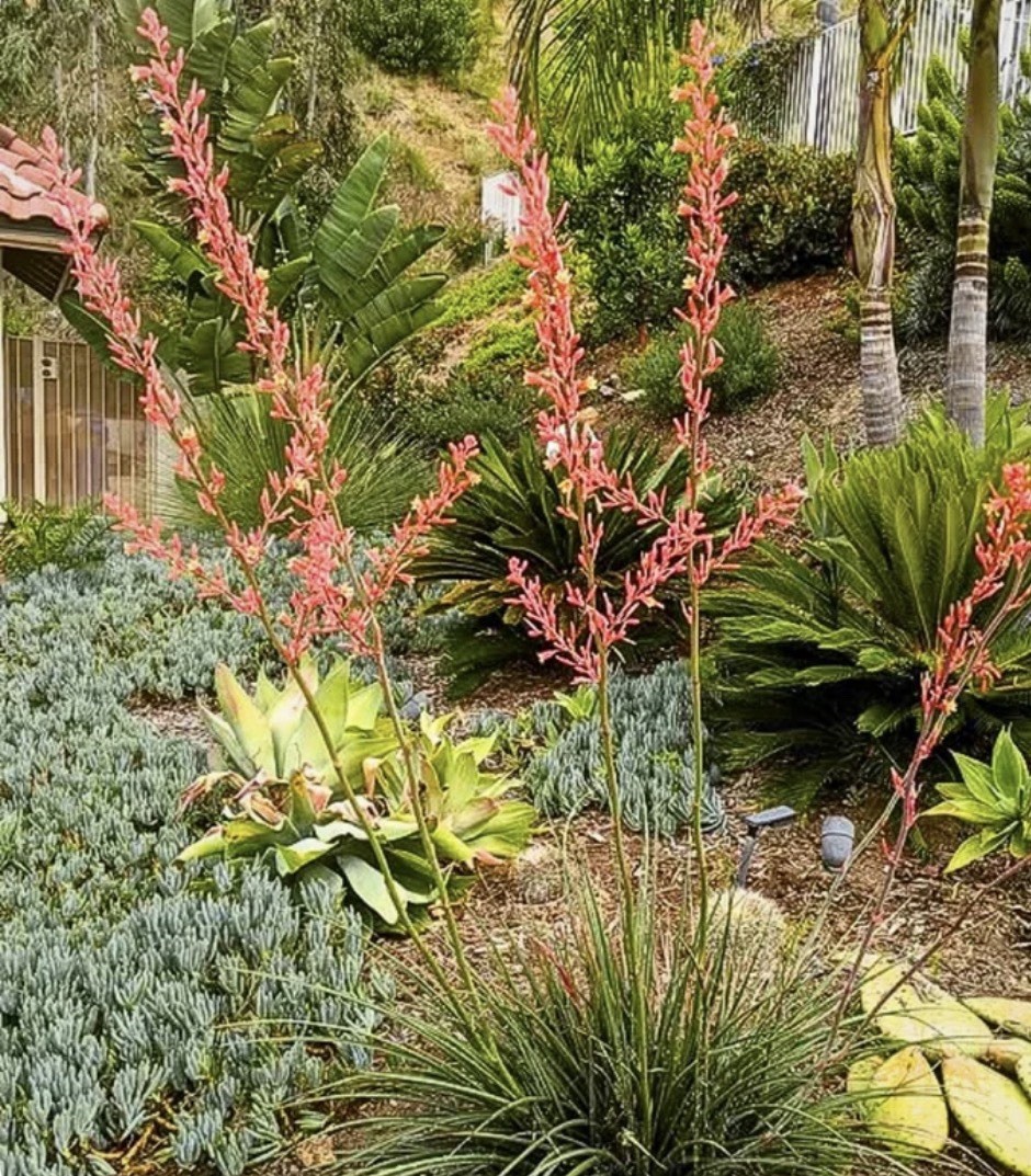 25 RED YUCCA SEEDS Hummingbird & Butterfly Flower Plant Drought Freeze Tolerant