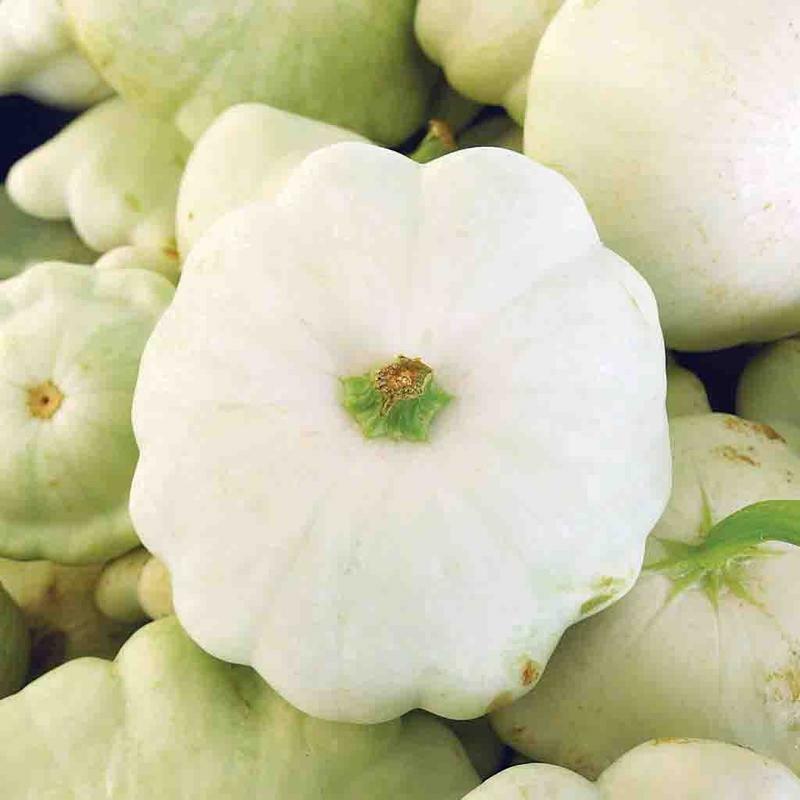 White Bush Scallop Summer Squash Seeds, NON-GMO, White Patty Pan, FREE SHIPPING