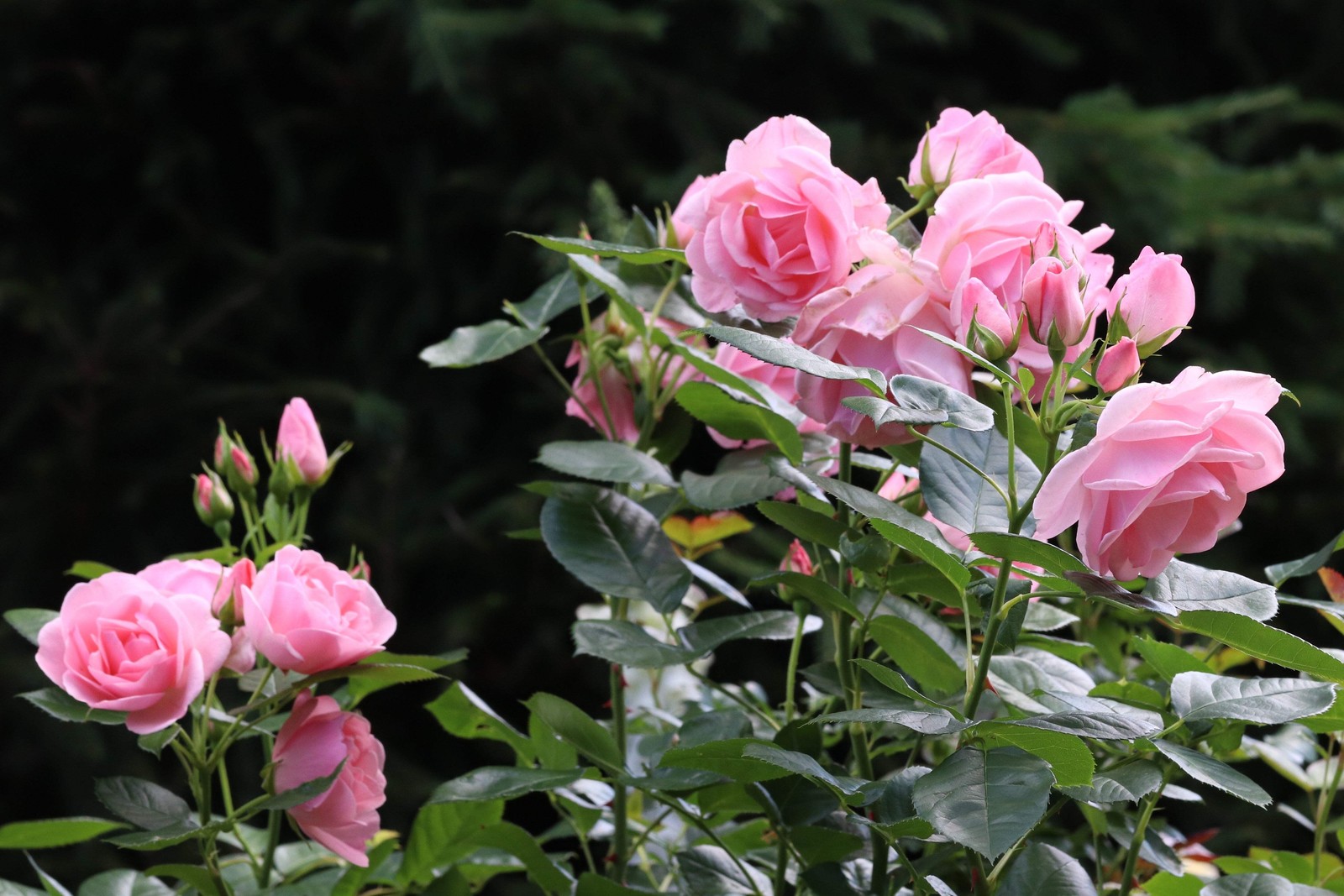 5 PINK ROSE Rosa Bush Shrub Perennial Flower Seeds *Flat S/H