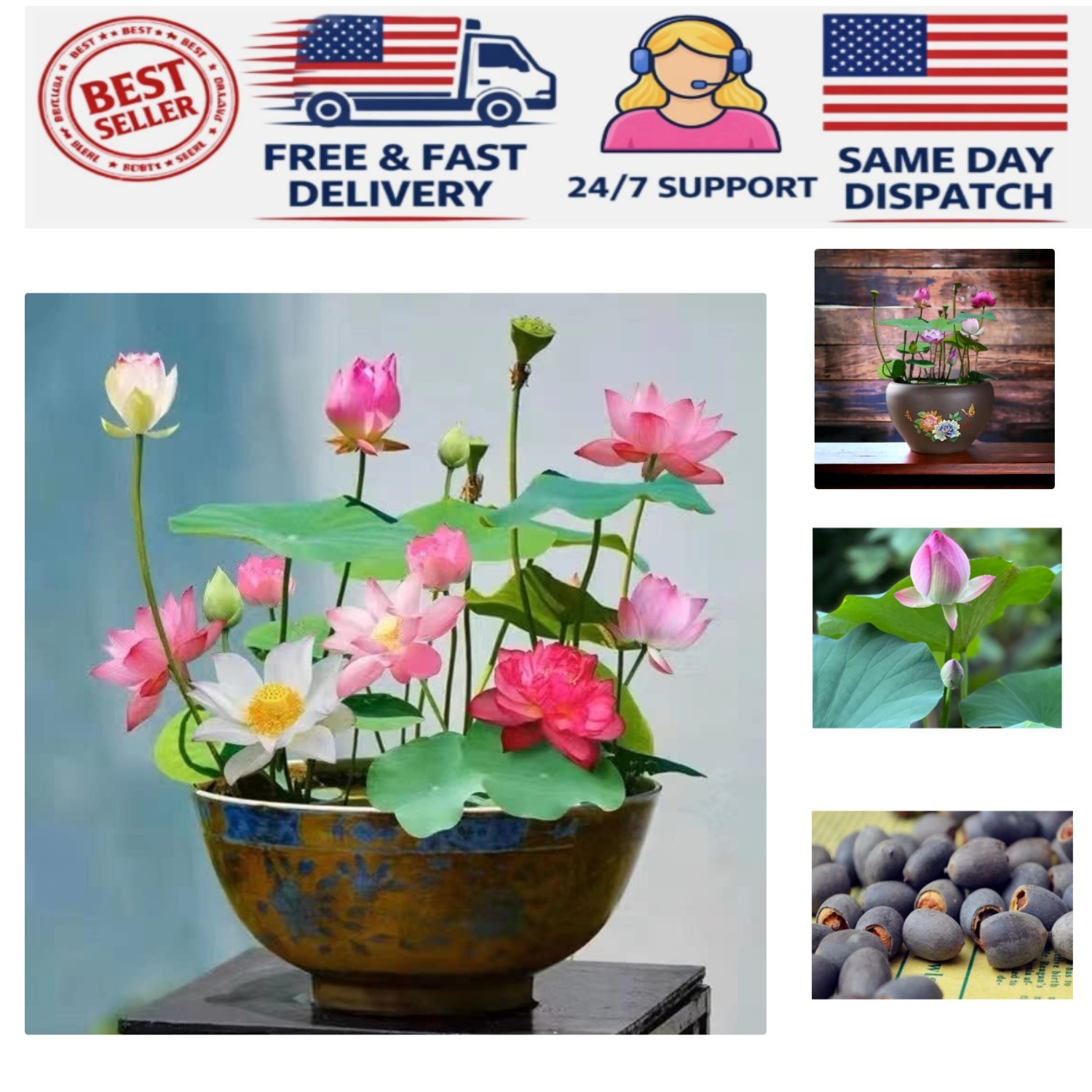 Grow Beautiful Water Lilies with Our 10pcs Mix of Easy-to-Plant Lotus Seeds