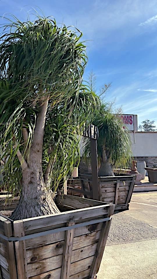 Ponytail Palm Tree Seeds Beaucarnea recurvata Elephant Foot Indoor House Plant