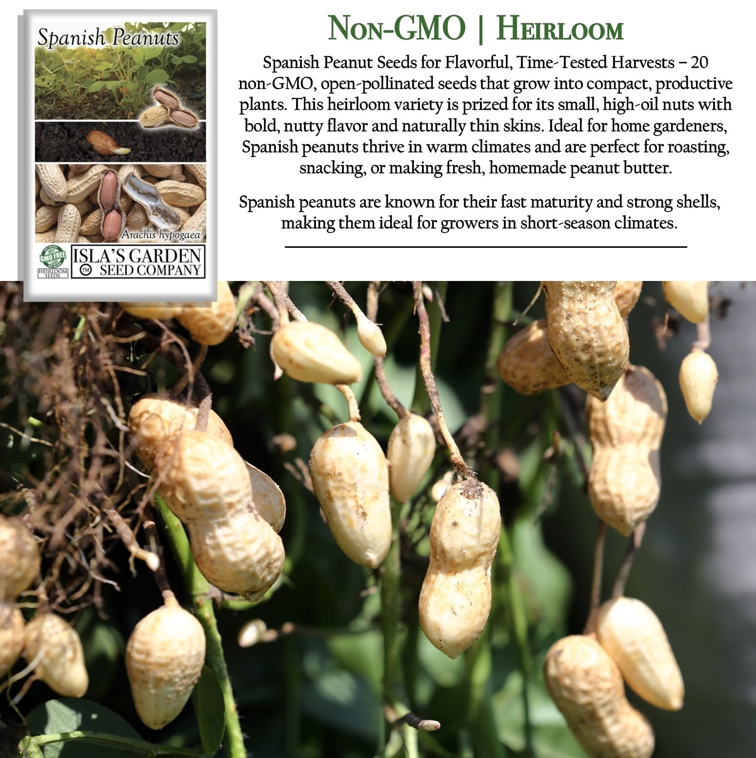 Non-GMO Spanish Peanut Seeds – 20 Heirloom, Early-Maturing, Bold Flavor for Roas