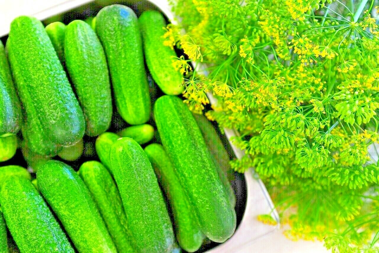 100 CUCUMBER SEEDS STRAIGHT EIGHT VEGETABLE SPRING HEIRLOOM GARDEN AWARD WINNER
