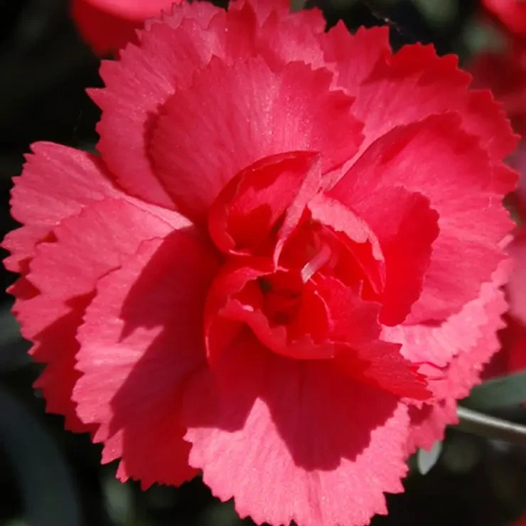 100 Carnation Seeds Dianthus Flowers Seed Flower Perennial “Cranberry”