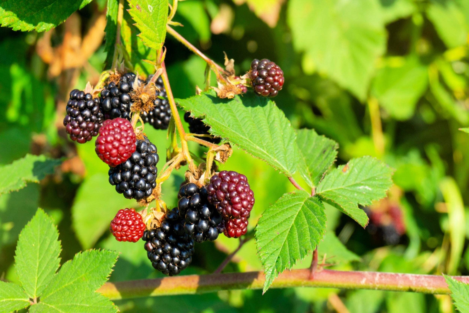 50 WHITEBARK Black RASPBERRY Western Blackcap Rubus Leucodermis Fruit Berry Seed