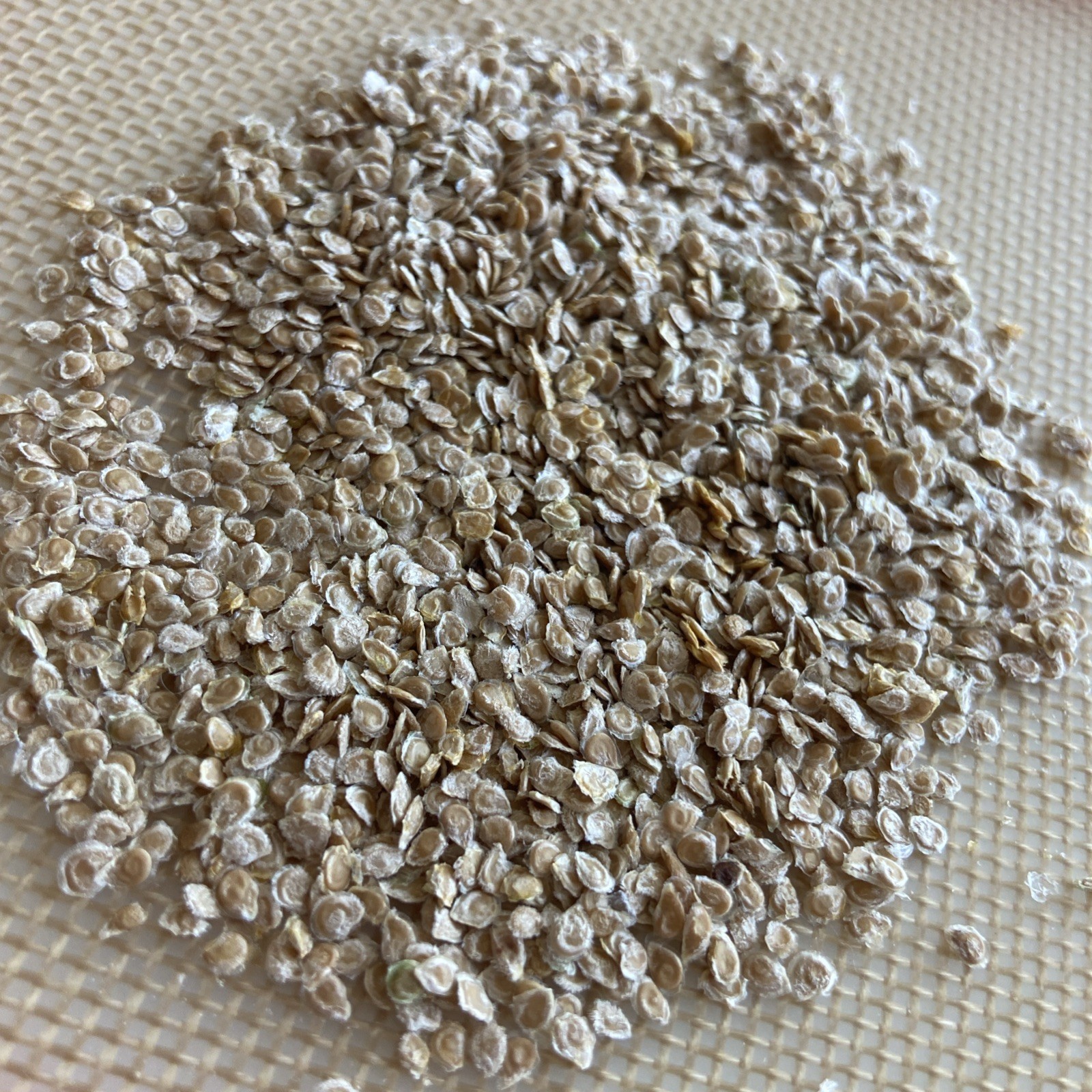 25+ seeds of ED’S MILLENNIUM Tomato -Indeterminate Variety- Solanum lycopersicum