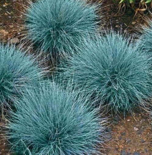 BLUE FESCUE GRASS SEEDS 600+ ornamental GARDEN perennial PLANTS FREE SHIPPING