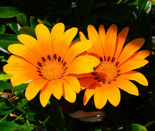 GAZANIA KISS ORANGE Gazania Rigens – 100 Bulk Seeds