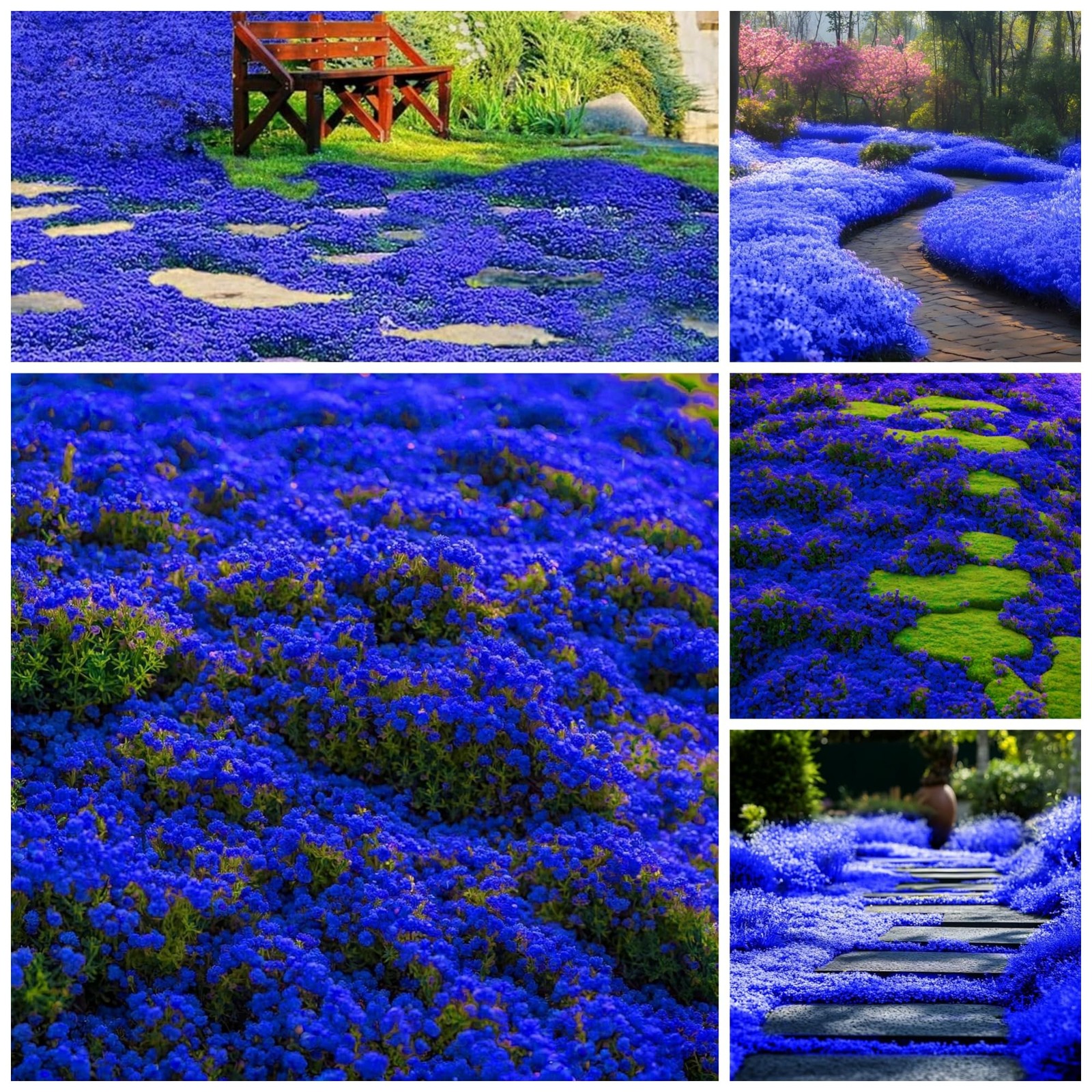 29000+ Creeping Thyme Seeds for Planting Perennial Ground Cover & Flowers
