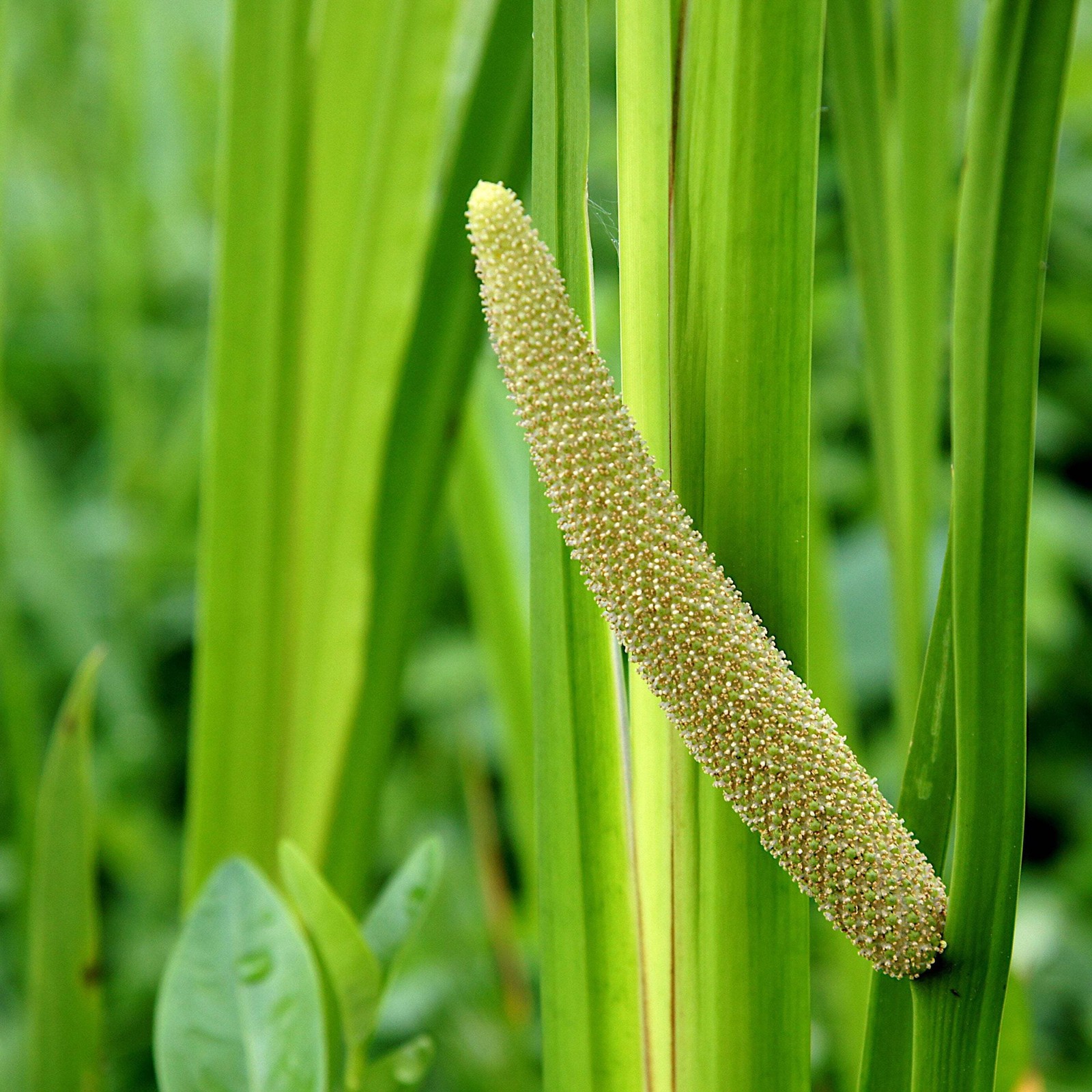 Calamus Seeds, Sweet Flag (Acorus americanus) ~Traditional Herb Native Garden