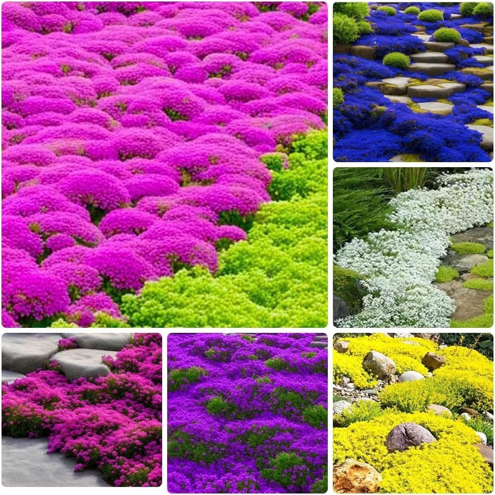 10000+ Mix Creeping Thyme Seeds Wild Creeping Thyme Seeds for Planting (Thymu…