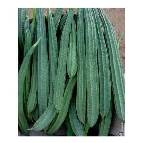 20+GOURD SEEDS – BONANZA CHINESE OKRA–NON-GMO, HEIRLOOM FREE SHIP-USA SELLER!!