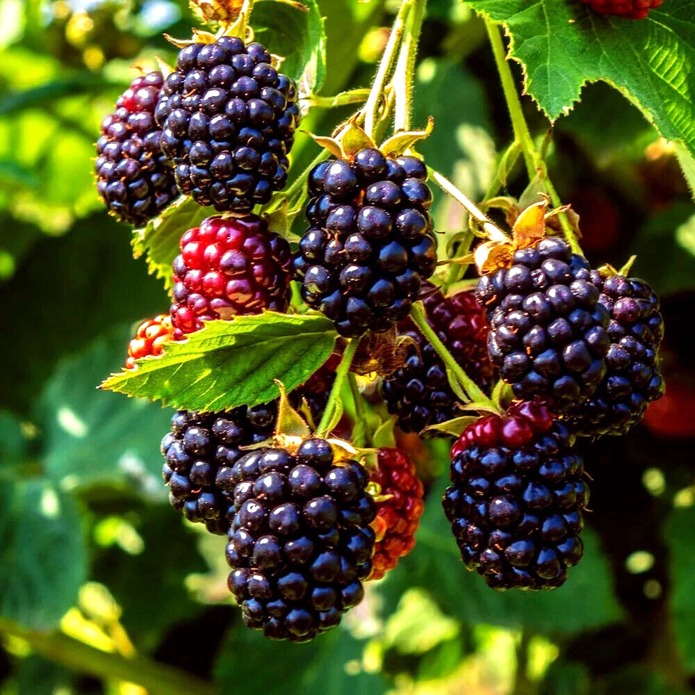 20 BLACKBERRY BUSH SEEDS (Rubus allegheniensis) Garden Fruit Plant Hardy-Zone 3