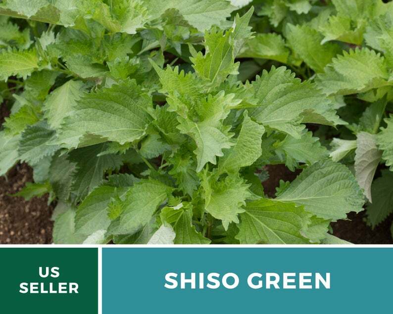 Shiso Green – 200 Seeds – Asian Culinary Herb – Non GMO (Perilla frutescens)