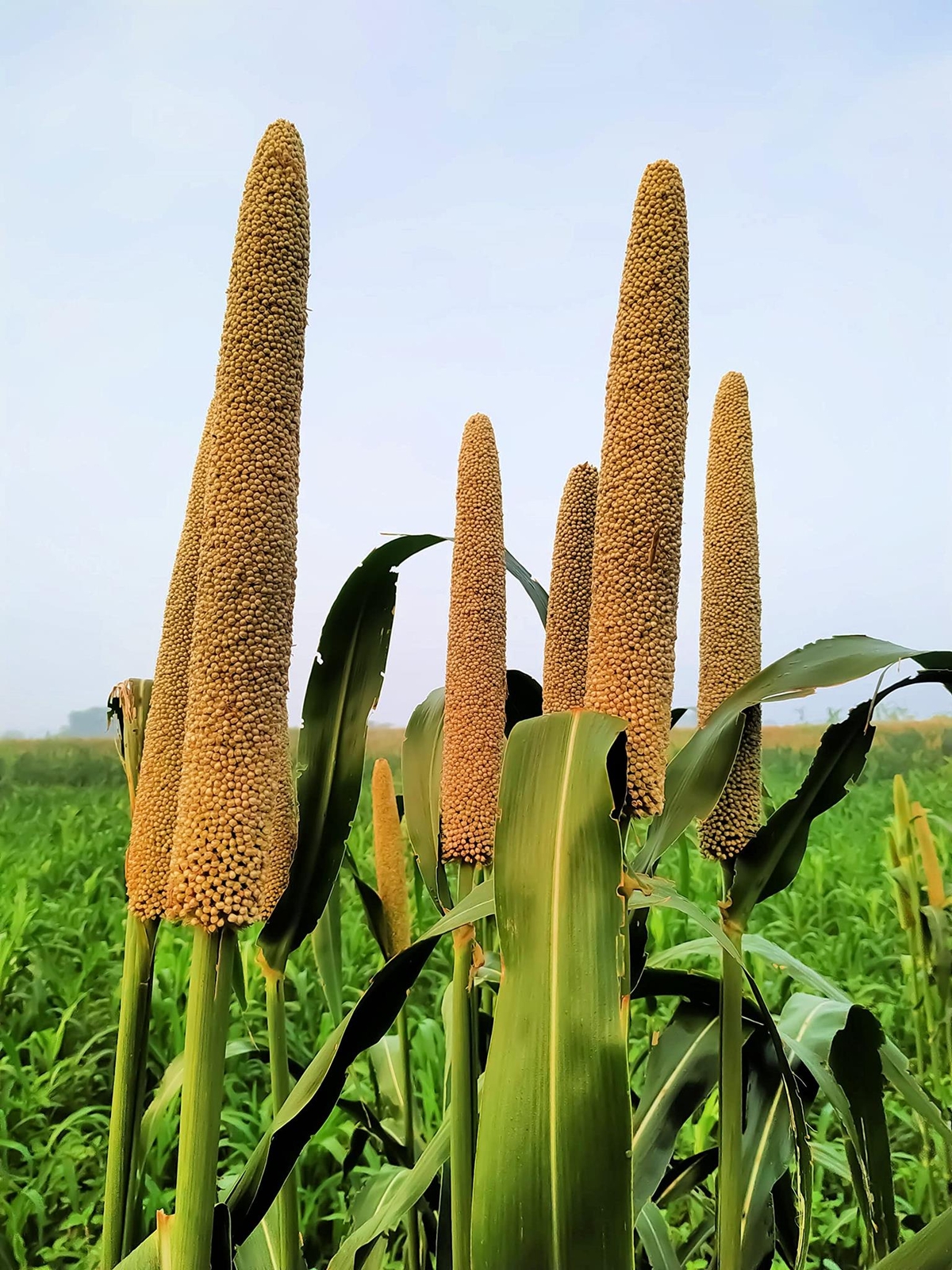 Pearl Millet Grass Seeds for Planting – Pennisetum glaucum – Ornamental Grass Se