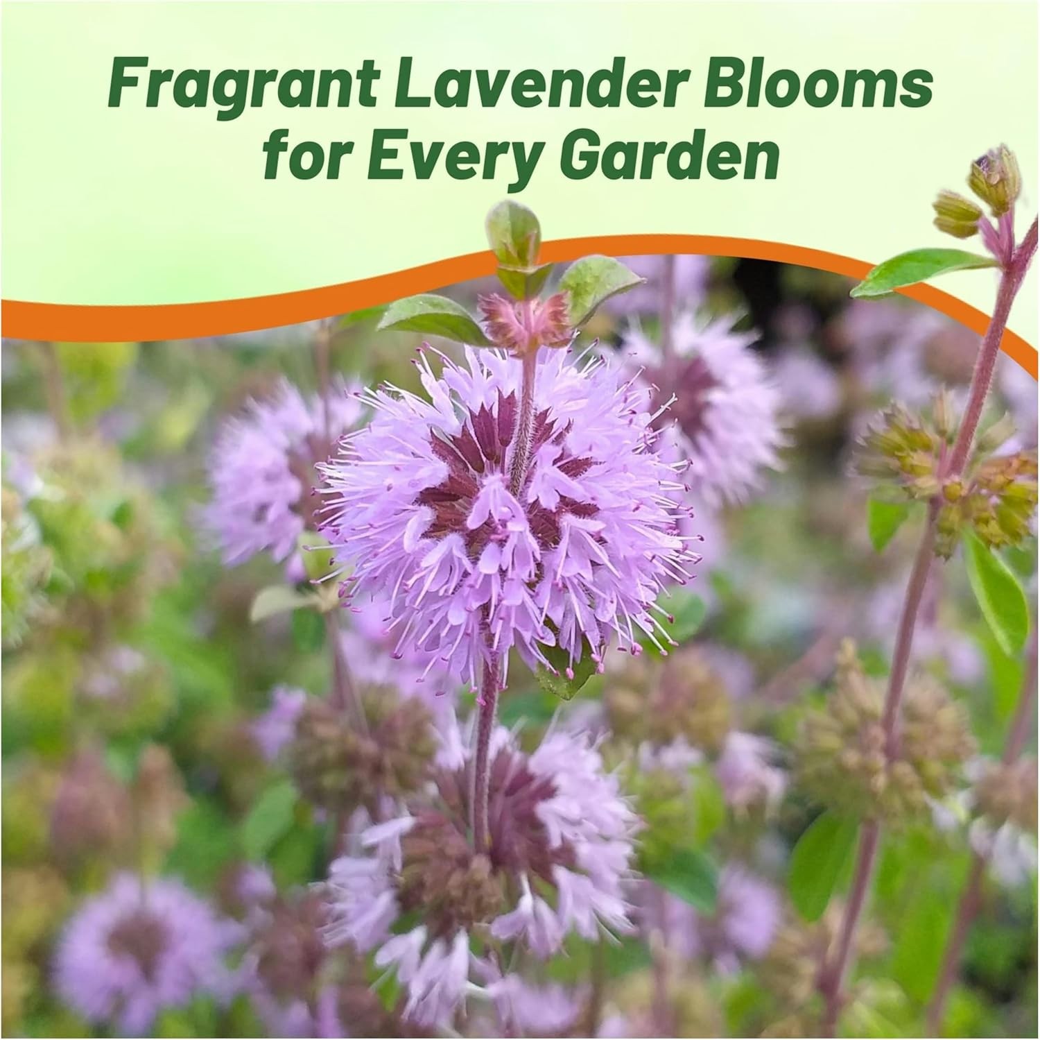 5000 Seeds Pennyroyal Flower Seeds – Mentha Pulegium Pennyroyal Seeds