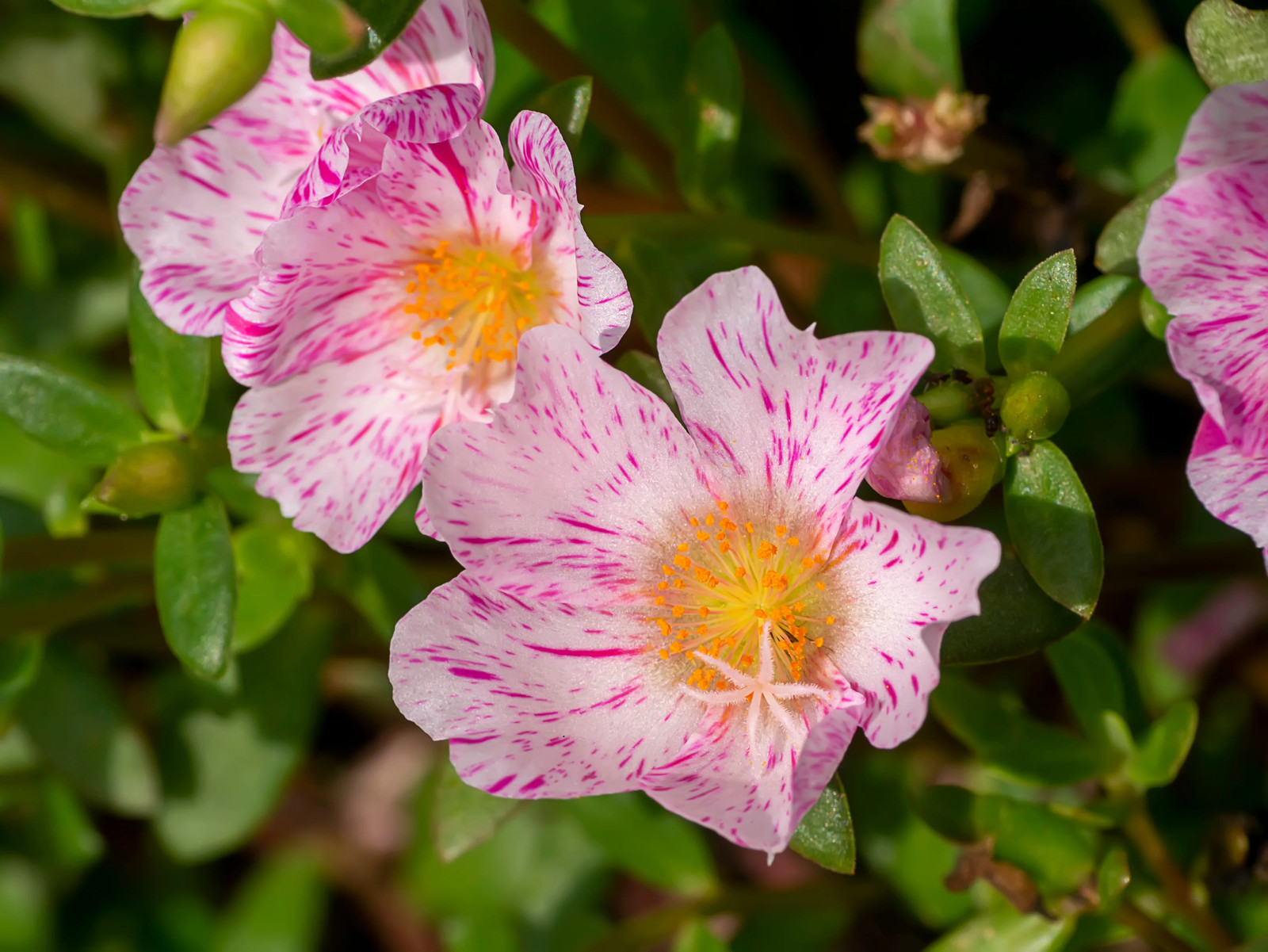 40 Sundial PEPPERMINT PORTULACA Grandiflora Moss Rose Pink Streaked Flower Seeds
