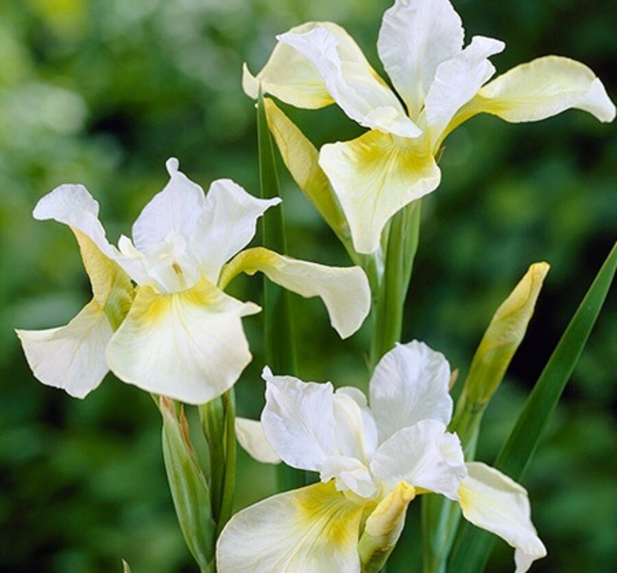 SIBERIAN IRIS SIBERICA – 200+ MIXED COLOR SEEDS – MADE in the USA – LOOK!