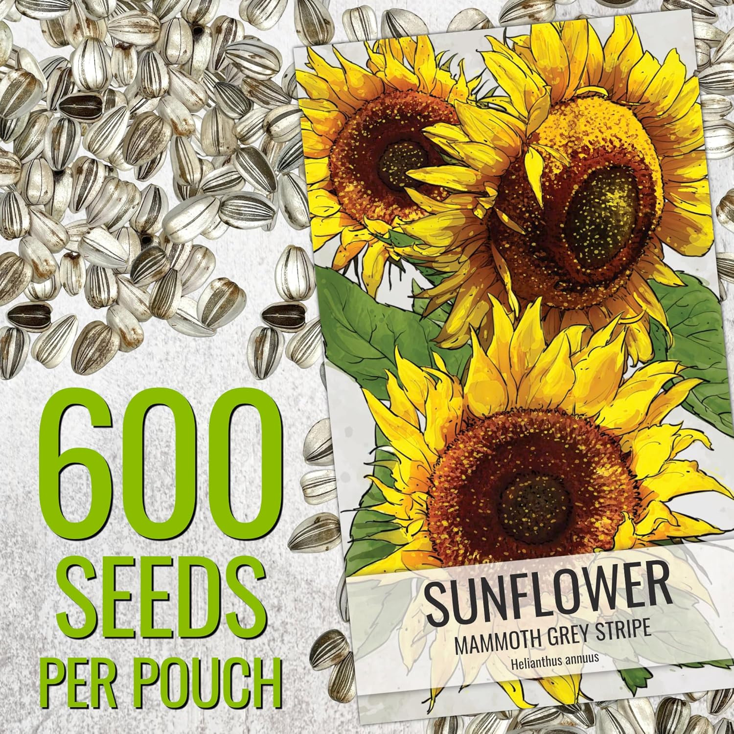 Mammoth Grey Stripe Sunflower Seeds | 600+ Heirloom Seeds Helianthus Annuus Non