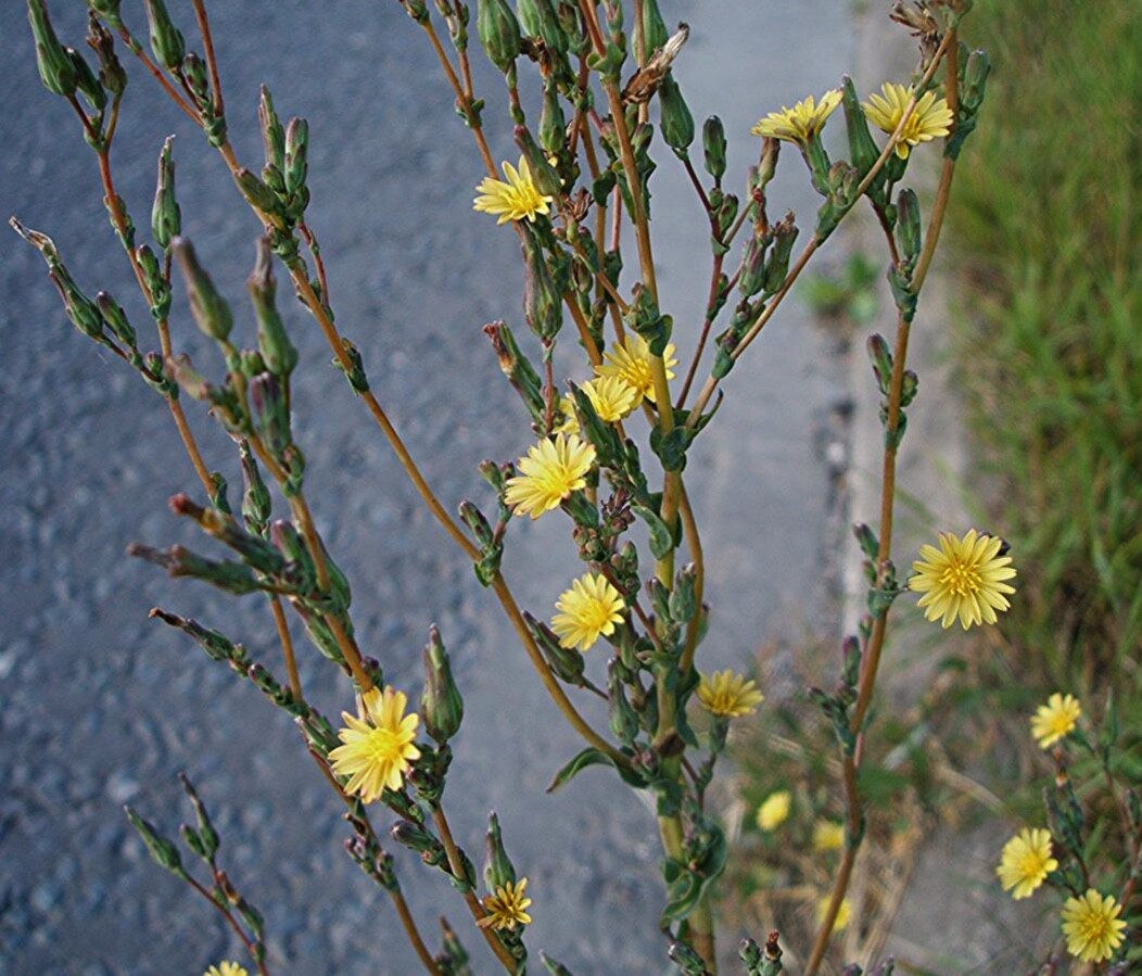 Wild Prickly Lettuce SEEDS Lactuca Serriola Medicinal*Pain/Withdrawal~100% Clean