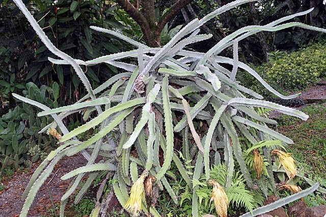 Hylocereus costaricensis | Night-blooming Cereus | 20 Seeds