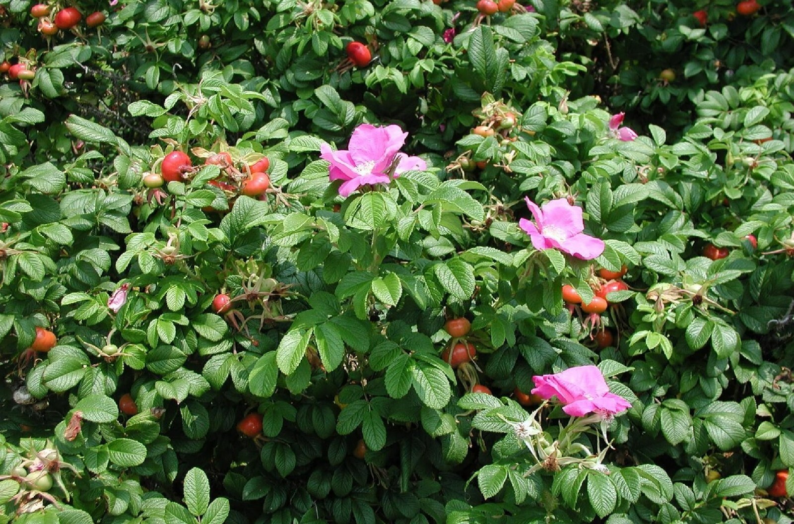 Seaside Pink Rose Fruiting Shrub {Rosa Rugosa}30+ seeds Free Shipping!