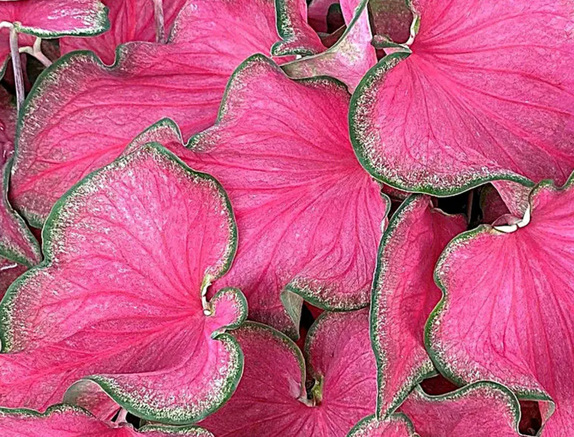 Caladium ‘Passionista’ – Size #2 Bulbs (16 Bulbs, 1 to 1.5 inches)