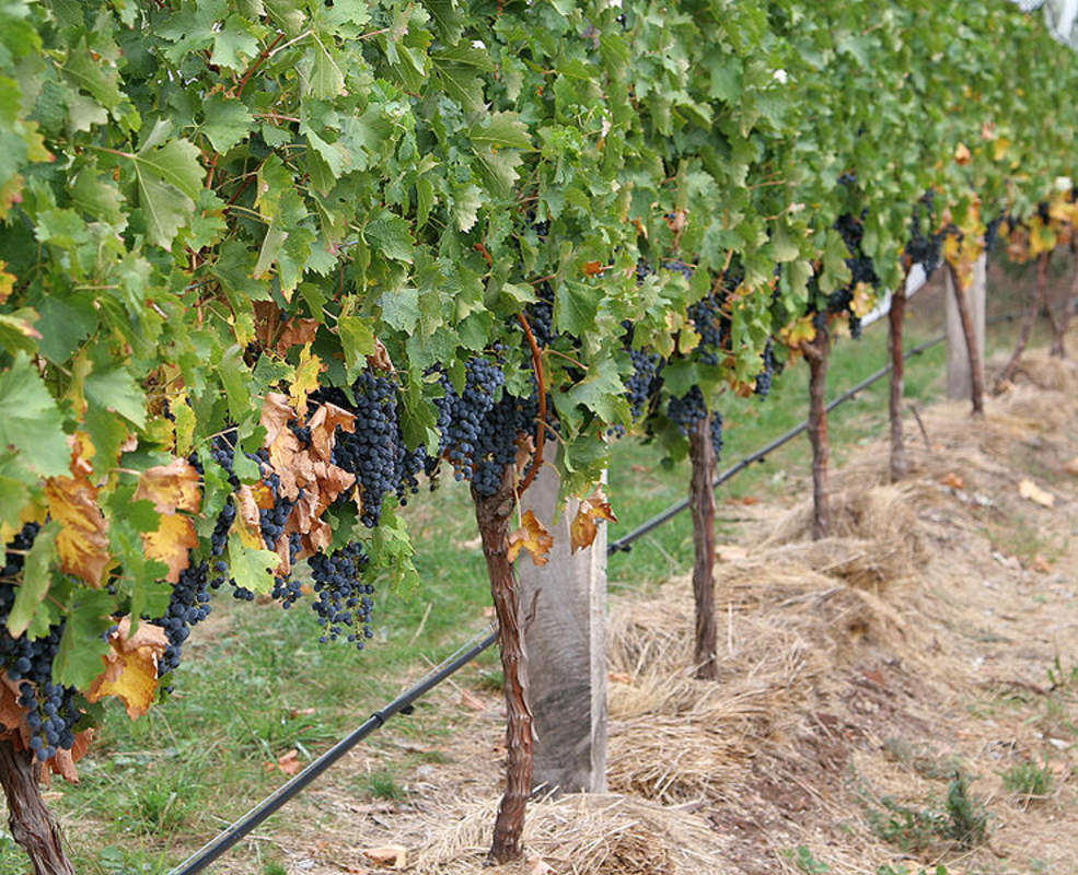 1-1000 PCS Domestic Wine Grape Tree Seeds Vitis Vinifera Bush Vine Fruit 0186