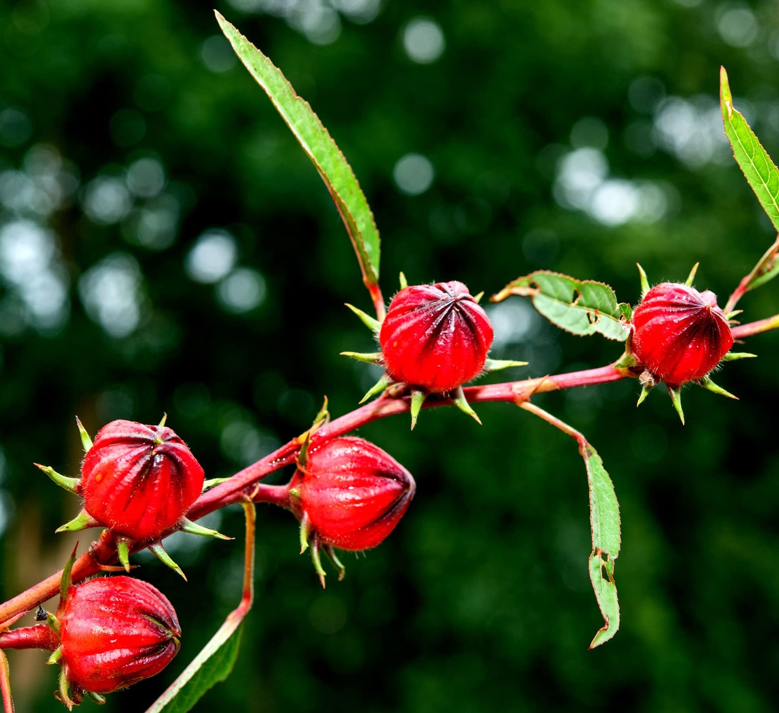 50+ Red Roselle Seeds (Hibiscus sabdariffa) – Asian Sour Leaf – Ships from Iowa,