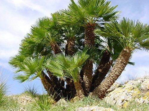 MEDITERRANEAN FAN PALM TREE European Fan Palm, Chamaerops Humilis – 10 Seeds