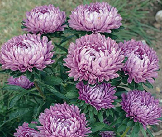 ASTER DWARF MILADY LILAC Callistephus Chinensis – 100 Bulk Seeds