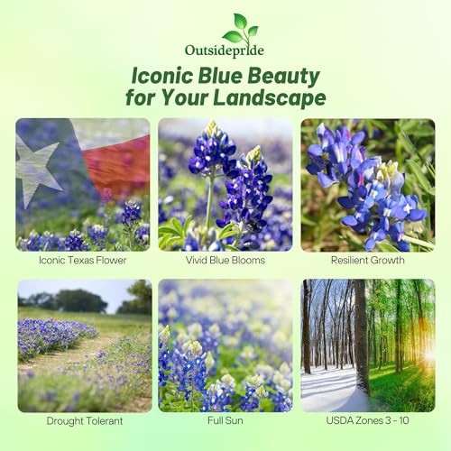 Texasbonnet Seeds – 500 Pcs Annual Lupinus Texensis, Heirloom 0.04 lb. Blue