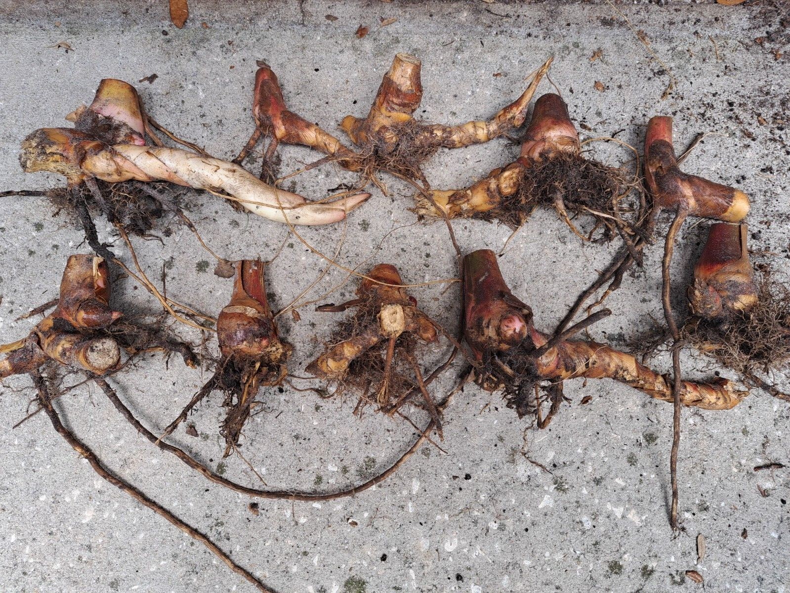 Lot of 10 Shell Ginger Rhizomes Alpinia Zerumbet Porcelain Lily Exotic Flower