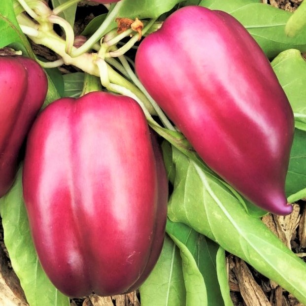Lilac Sweet Bell Pepper Seeds | Purple Red Merlot UFO Islander Peppers Seed 2024