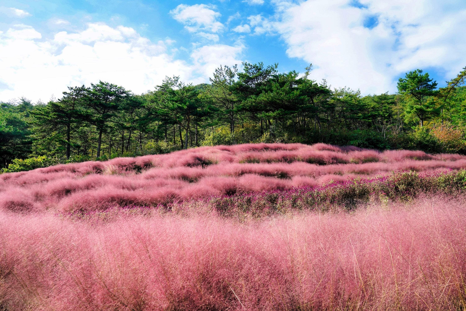 40 PINK MUHLY GRASS Cotton Candy Grass Muhlenbergia Capillaris Native Seeds