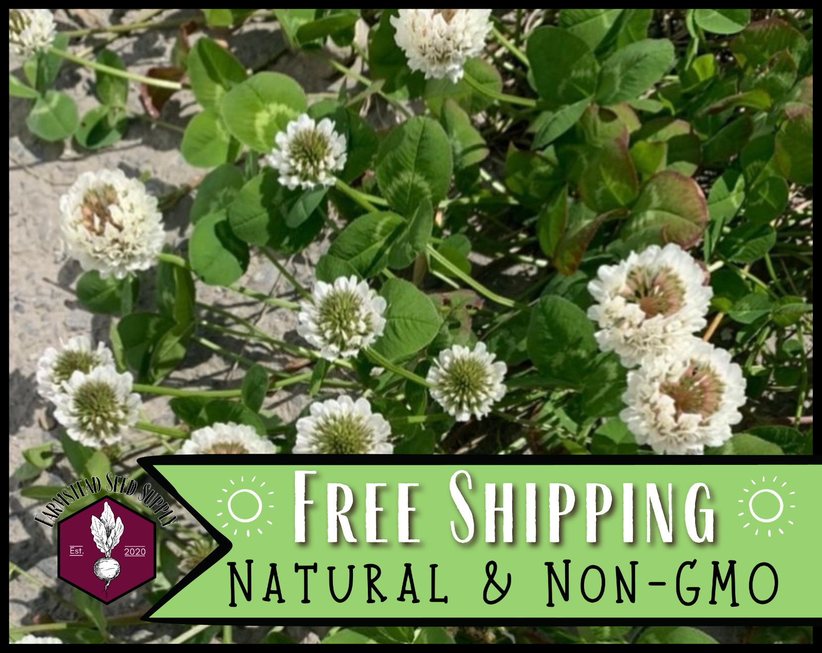 15,500+ Ladino Clover Seeds | Flower Gardening, Lawn Alternative, Microclover