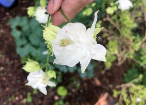 Aquilegia vulgaris | Snowballs | 20 Seeds