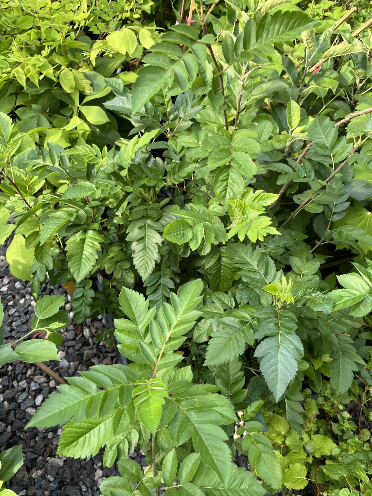 Ivan’s Belle (Granatnaya) Grafted Mountain Ash Hybrid 2-3 ft tall