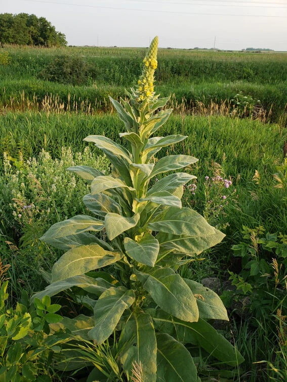 Common Mullein Seed ~ Verbascum thapsus ~ 300 to 200,000 seeds ~ 4 ounce bulk