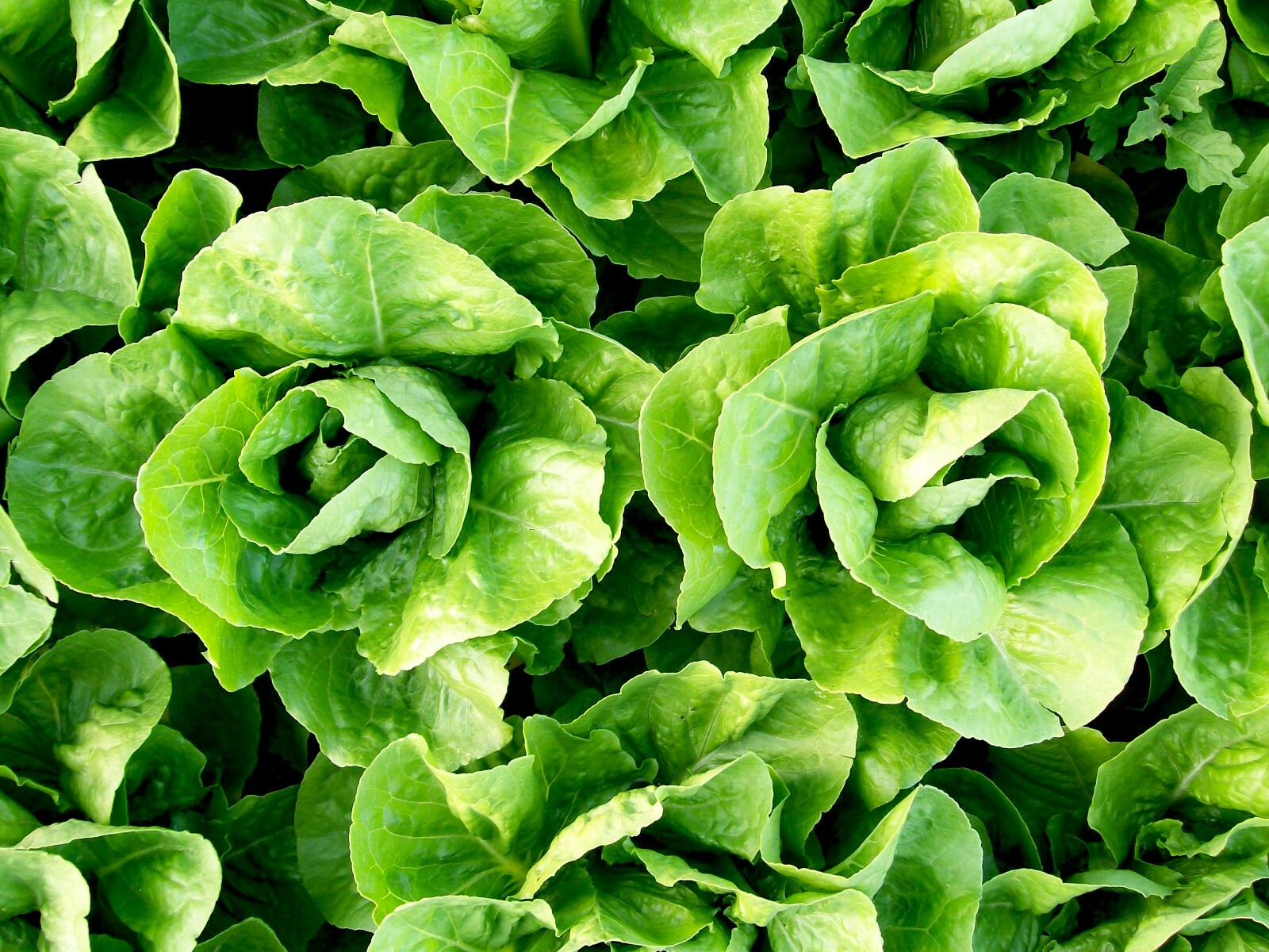 Parris Island Cos Romaine Lettuce Seeds 600+ Vegetable NON-GMO US FREE SHIPPING