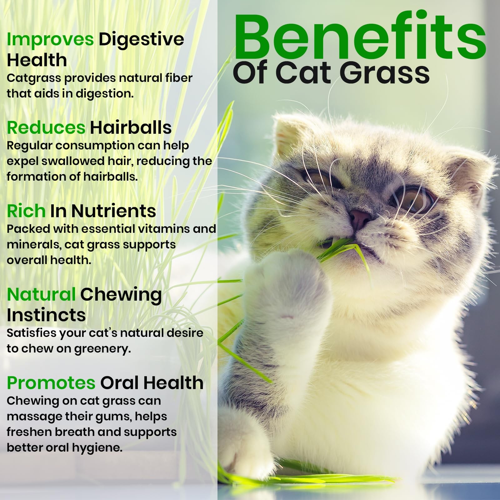 NatureZ Edge Cat Grass Seeds & Catnip Seeds – 3 Pack Variety Kit, Cat Grass f…