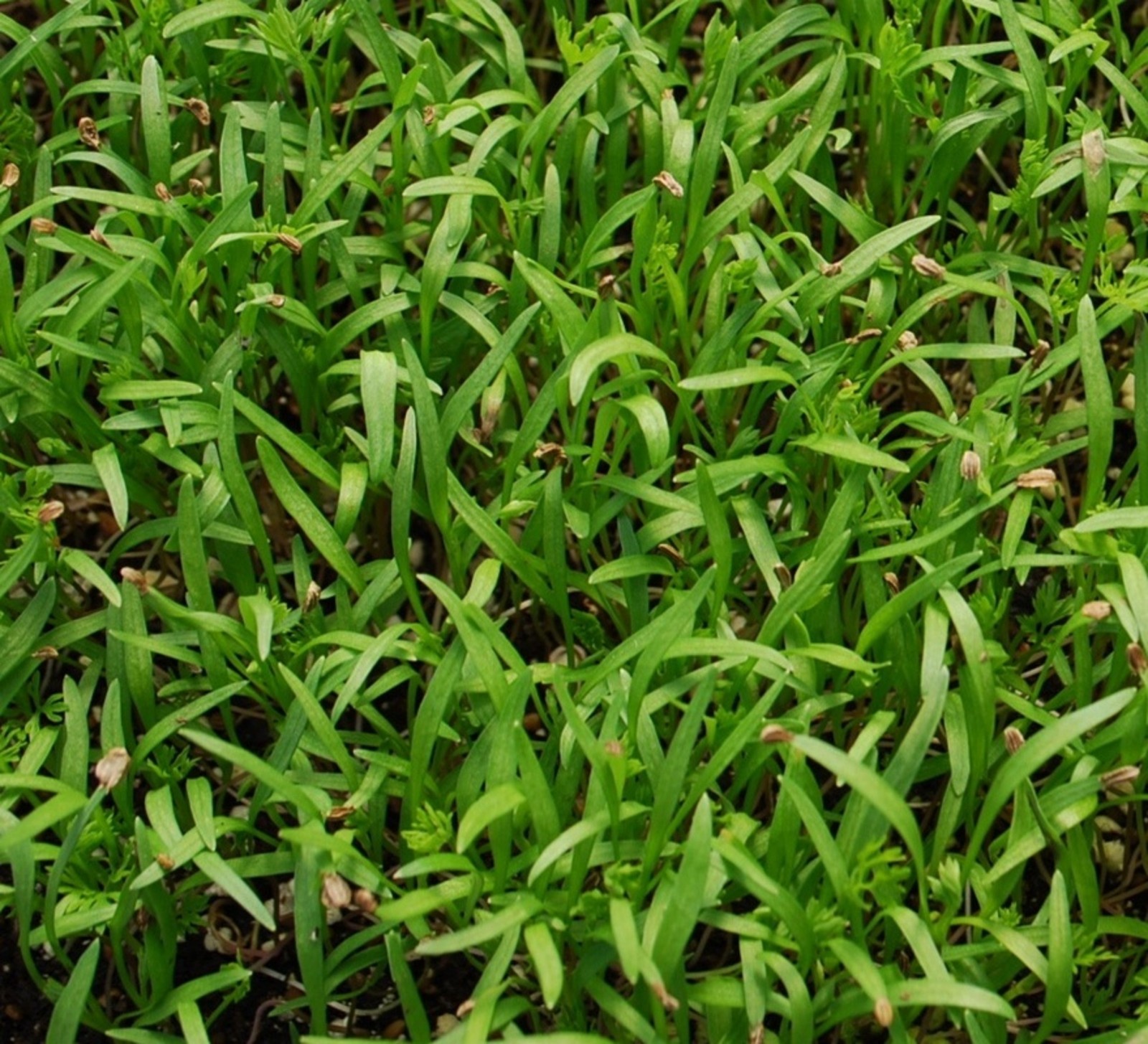 75,000+ Microgreens Seeds- Mega Assortment- Non-GMO- 7 Heirloom Varieties