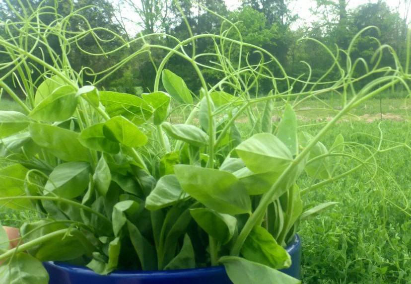 Austrian Winter Pea Seeds |Cold Hardy Shelling Snap Peas Seed 2024 Fast Shipping