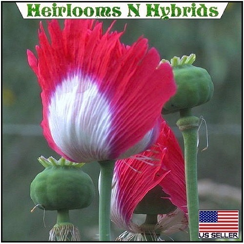 5,000 Danish Flag Stratified Poppy Seeds For Planting Huge Beautiful Blooms