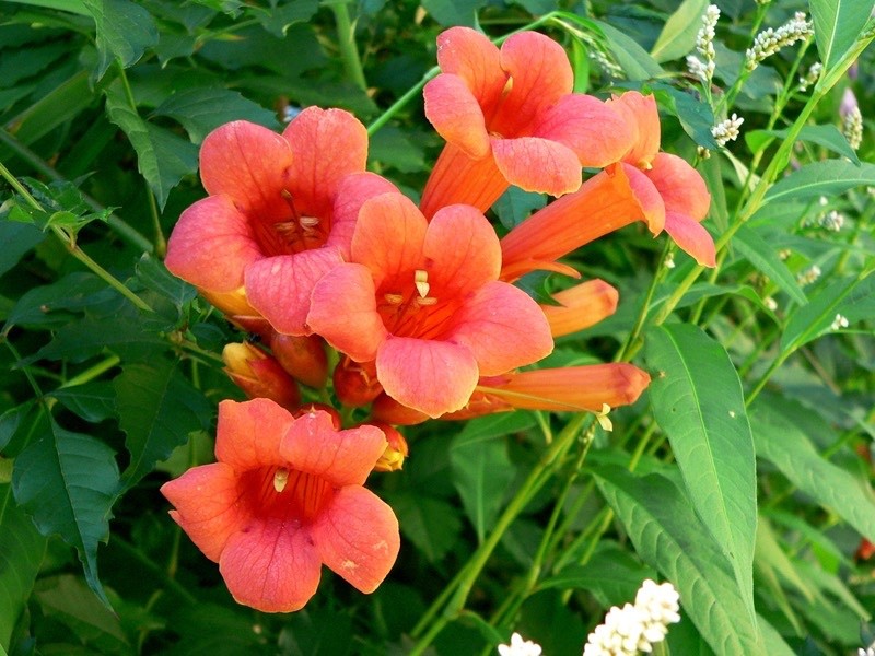 200+ Orange Trumpet Vine Seeds (Campsis radicans) FREE SHIPPING